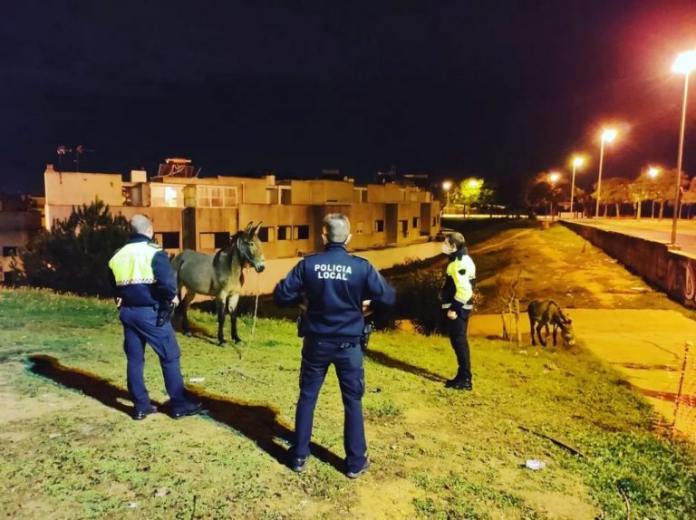 La Policía Local retira dos burros que campaban sueltos por las calles de Huelva