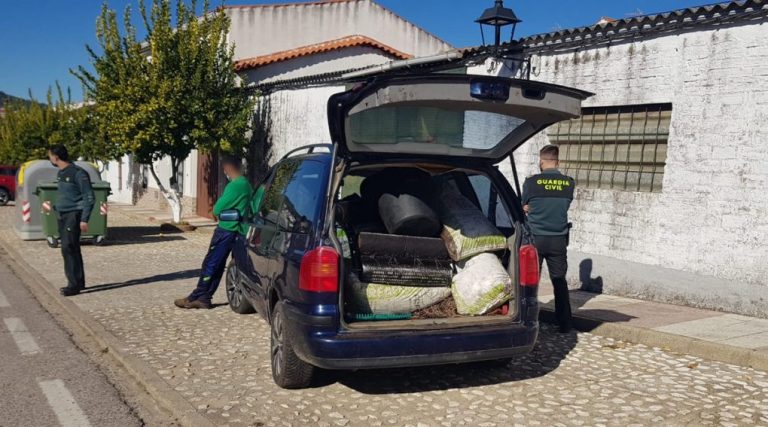 Sorprenden a dos hombres y tres mujeres con 1.000 kilos de aceitunas robadas en Cala
