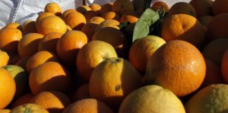 Empresa agrícola busca 6 carretilleros o carretilleras para la campaña de cítricos en Cartaya