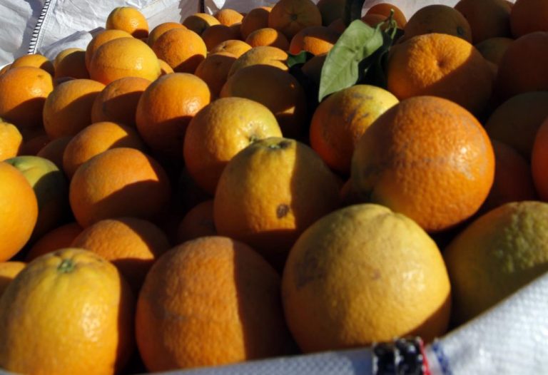 Empresa agrícola busca 6 carretilleros o carretilleras para la campaña de cítricos en Cartaya