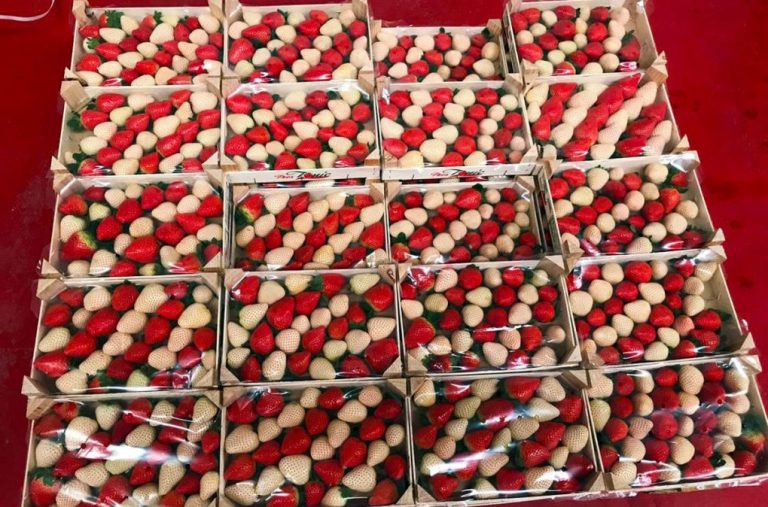 Una empresa de Lepe ya comercializa las primeras fresas ‘albinas’ que se producen en España
