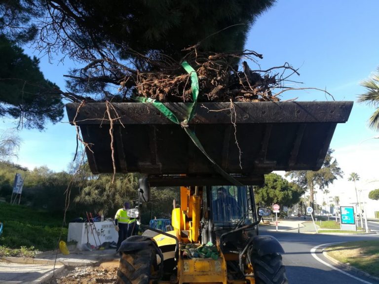 Punta Umbría centra en El Portil su campaña de arreglo de vías afectadas por las raíces de árboles