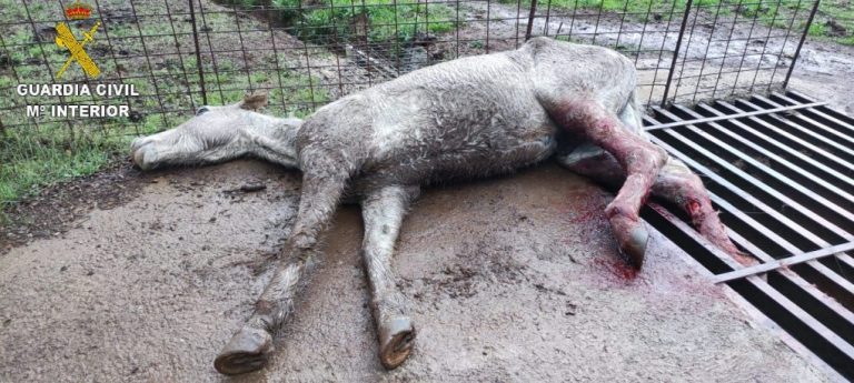 Liberan en Santa Olalla un caballo que había quedado atrapado en un paso canadiense
