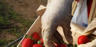 Los planes de PP, C’s y Vox para amnistiar regadíos ilegales en Doñana «dañan el prestigio del fruto rojo de Huelva»