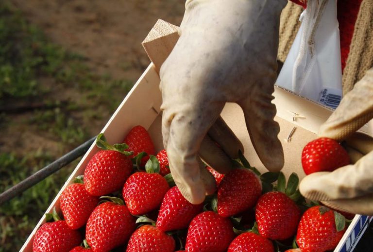 La provincia de Huelva produce el 98 % de los berries de España y cerca del 30 % de la Unión Europea