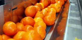 Empresa agrícola busca 20 personas para la campaña de cítricos en su almacén de Cartaya