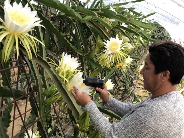El cultivo de la pitaya se sigue extendiendo por la provincia de Huelva