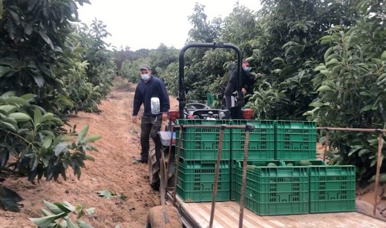 El ‘oro verde’ que conquista el campo onubense