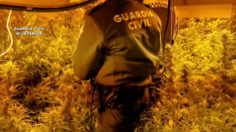 Dos detenidos en el desmantelamiento de un cultivo con 280 plantas de marihuana en Gibraleón