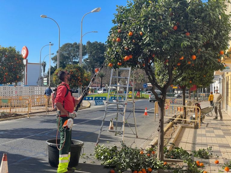 Ayamonte poda un millar de naranjos por primera vez fuera del período de nidificación de aves
