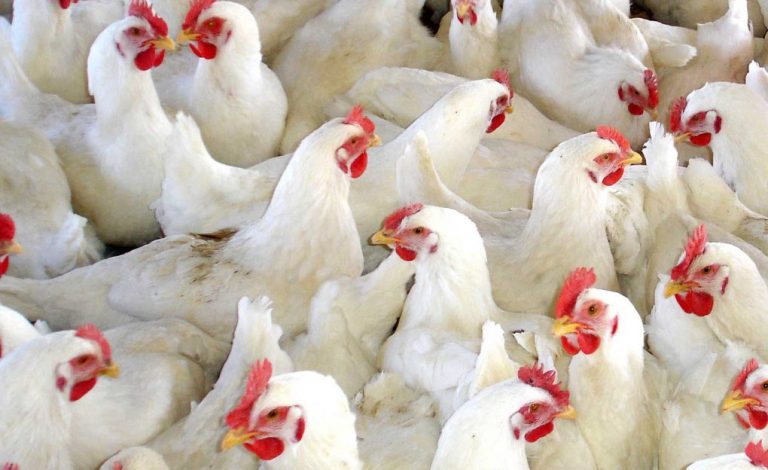 Sacrifican 41.000 pollos en una granja de Villarrasa por un foco de gripe aviar