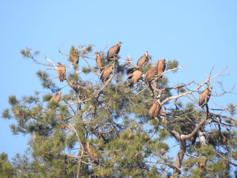 Sierra de Aracena y Picos de Aroche alberga el 60% de los buitres leonados de la provincia