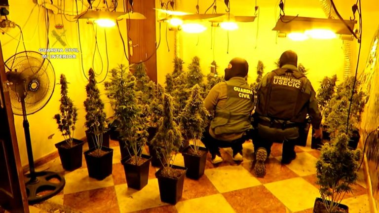 Dos detenidos en Hinojos, e incautadas 124 plantas de marihuana, armas y munición