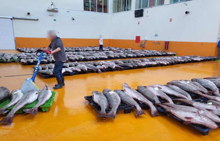 Polémica tras la captura de «60.000 kilos de corvinas a punto de desovar» por un pesquero de Punta Umbría