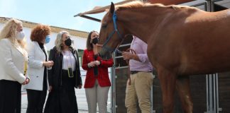 La Feria del Caballo de Cartaya da un «salto de calidad y especialización»
