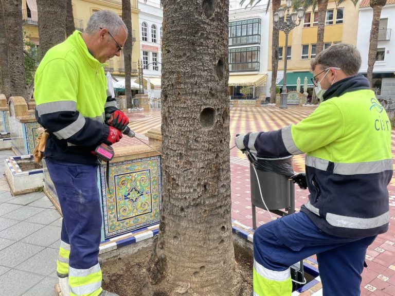 Ayamonte sigue luchando contra el picudo rojo en las palmeras del municipio