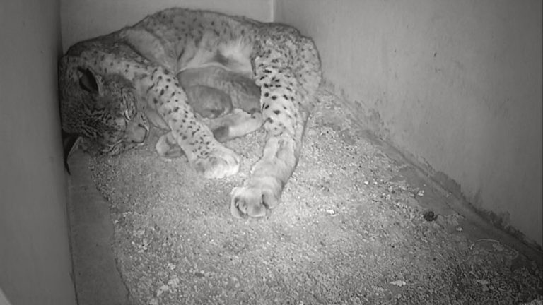 Arranca la temporada de cría del lince ibérico con el nacimiento de 4 cachorros en Doñana