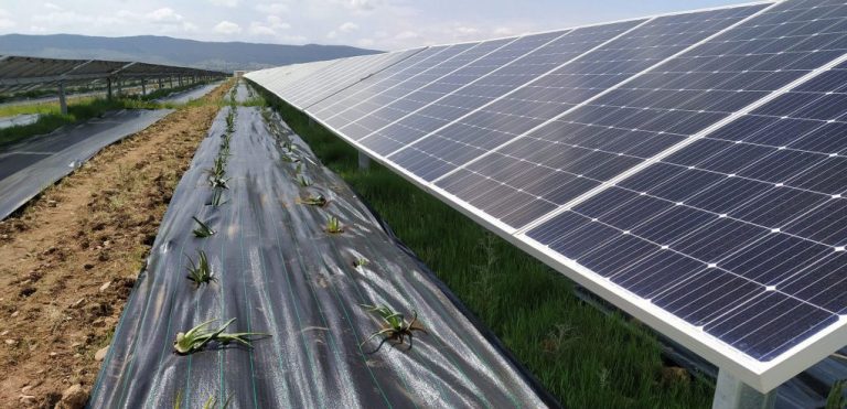 Placas solares, una oportunidad de futuro para el campo andaluz