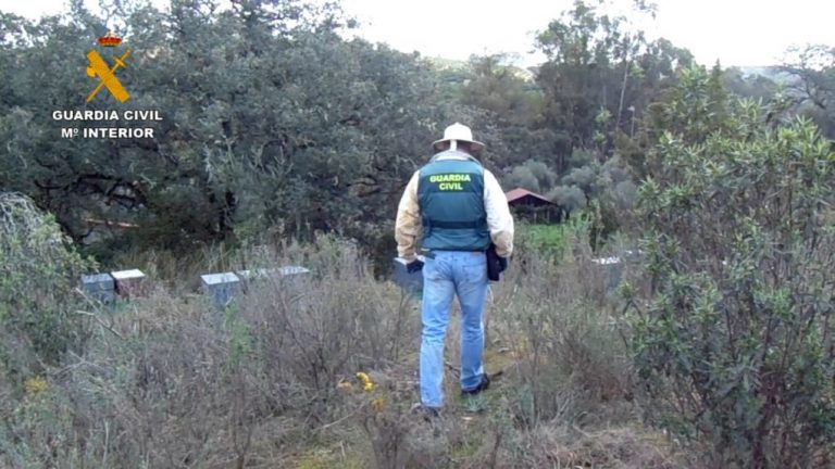 Investigan a un vecino de Zalamea por el robo de 50 colmenas de abejas