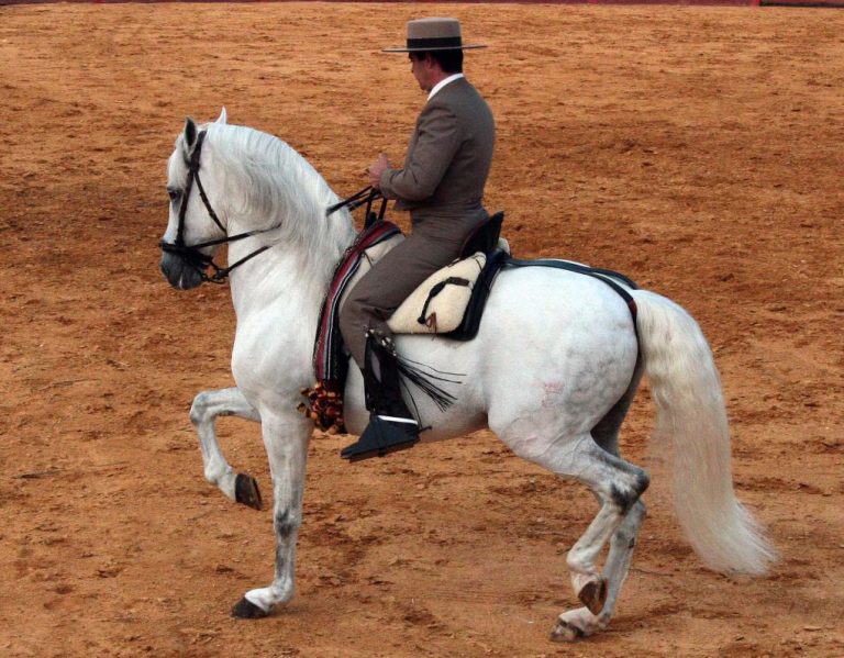 ‘Los locos’ organiza este sábado una nueva edición de la Exhibición Ecuestre ‘Ciudad de Lepe’
