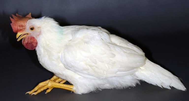 Detectados cinco focos de gripe aviar en La Palma y uno en Cartaya