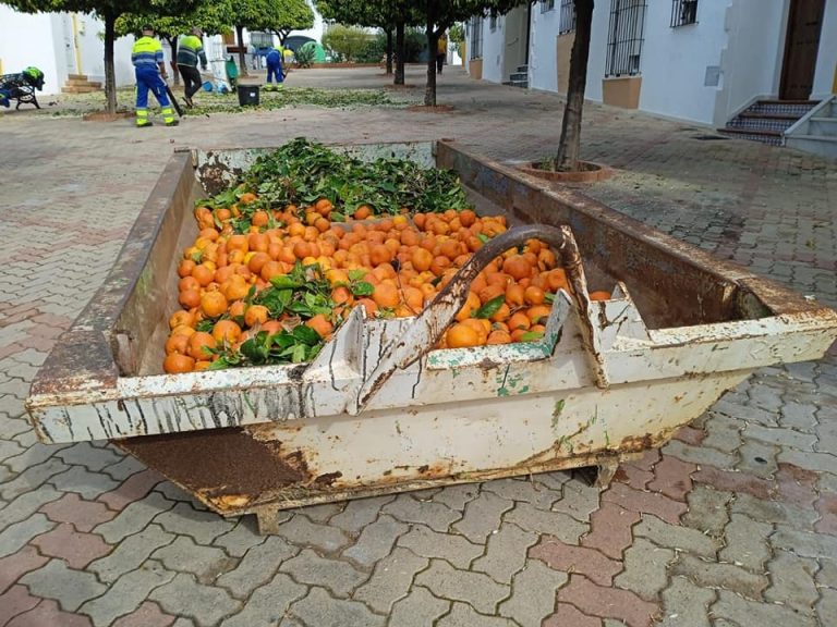Ayamonte retira unos 20.000 kilos de naranjas amargas de las calles y plazas de la localidad