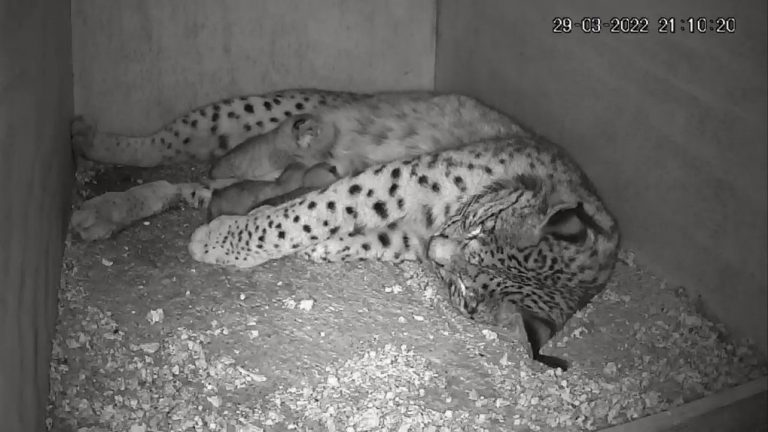 La lince Parra da a luz cuatro cachorros en el centro de cría de El Acebuche, en Doñana