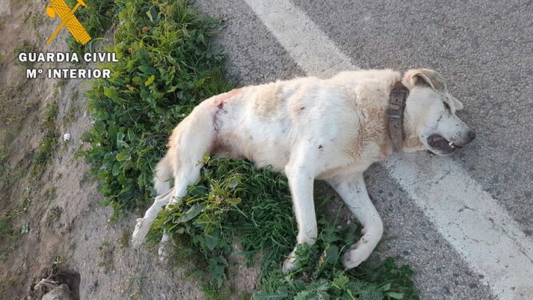 Condenan a un hombre por matar a tiros a dos perros y tirarlos a un arroyo en Beas