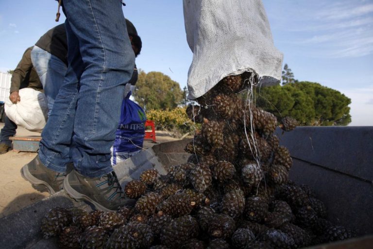 IU Huelva pide a la Junta «desenterrar el tesoro» del piñón andaluz