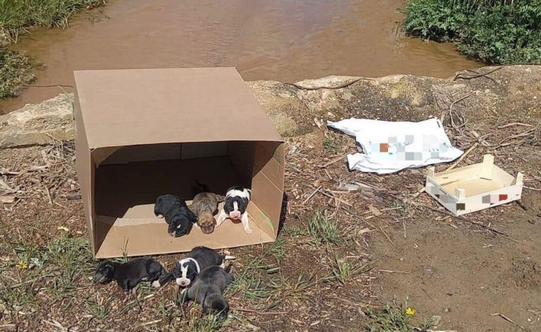 Tiran a un arroyo de Lepe una camada de perros recién nacidos dentro de dos bolsas