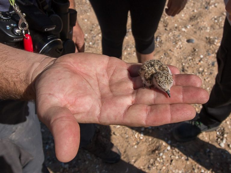 Delimitan y señalizan zonas de playa vulnerables para proteger aves costeras nidificantes