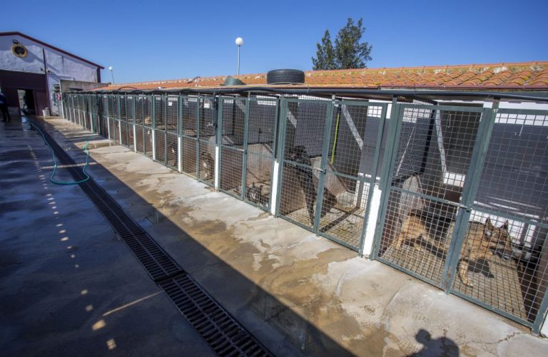 Huelva acoge este sábado un evento para fomentar la adopción de perros del centro municipal de animales