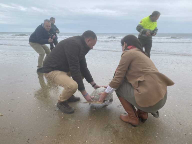 Liberan tres tortugas marinas rescatadas por pescadores de Punta Umbría e Isla Cristina