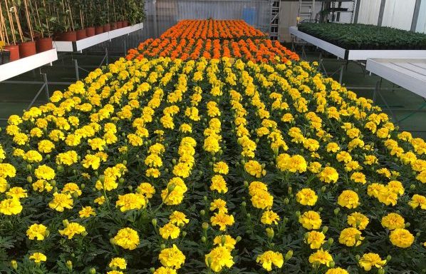 Diputación ofrece 15.000 Plantas de temporada a los ayuntamientos y ELA onubenses