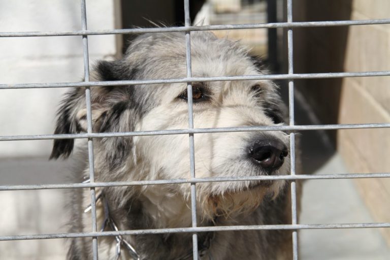 La Diputación de Huelva llama a la adopción urgente de perros abandonados a través de su centro en Valverde