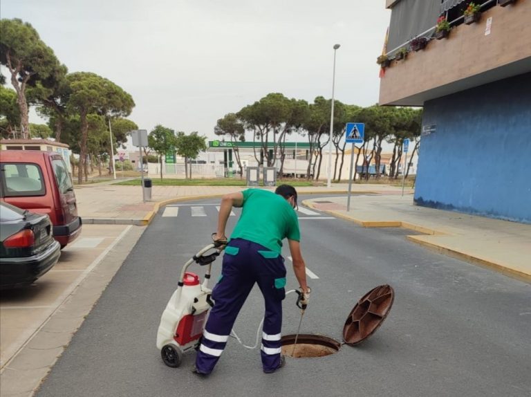 Punta Umbría inicia un plan de choque contra cucarachas en el municipio y en El Portil