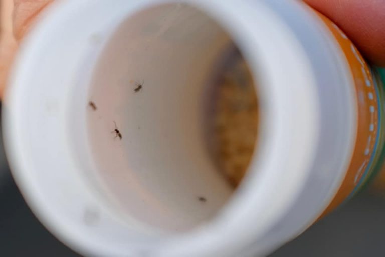 Ayamonte combate con insectos las plagas en sus parques y jardines