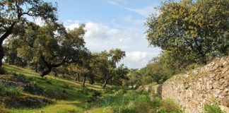 Diputación de Huelva convoca 36 becas de formación en el marco del Plan Empleo Verde del Proyecto Firepoctep