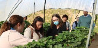 Una delegación danesa visita Cartaya para validar la gestión laboral y social en la campaña agrícola