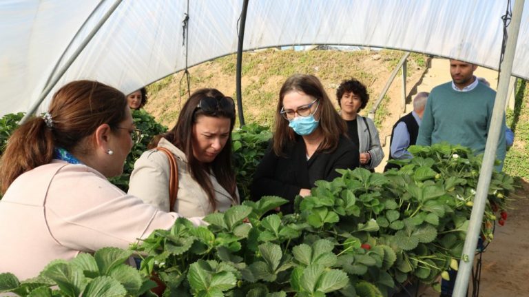 Una delegación danesa visita Cartaya para validar la gestión laboral y social en la campaña agrícola