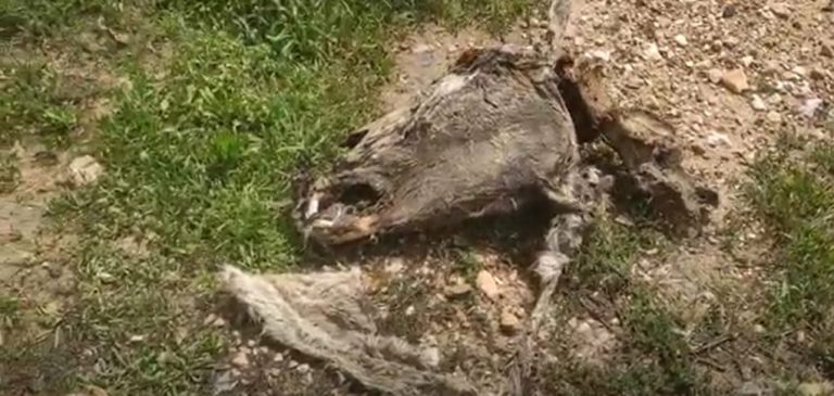 Denuncian el hallazgo en Huelva de una zona llena de cadáveres de animales mutilados