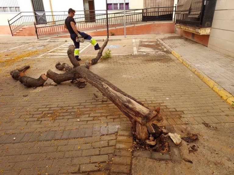 Investigan en Lepe la caída de un árbol de 11 años presuntamente envenenado para secarlo