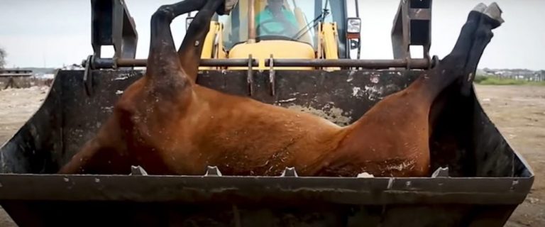 Opinión. La Romería de El Rocío: calvario y camposanto de los animales