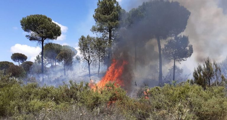 Bomberos del Infoca estabilizan un incendio forestal en un pinar de Moguer