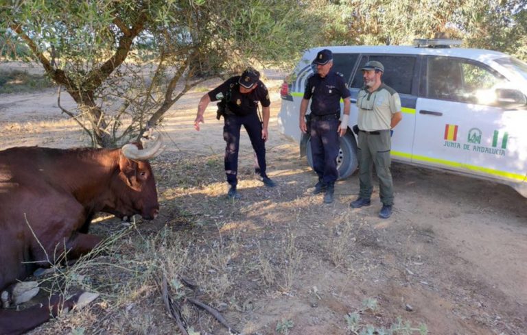 Sancionan en Villamanrique al propietario de un buey al que éste abandonó en el campo sin comida ni agua