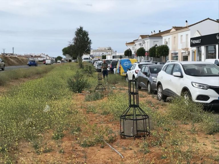 Cortan con herramienta de poda 7 árboles ornamentales plantados recientemente en la entrada de Lepe