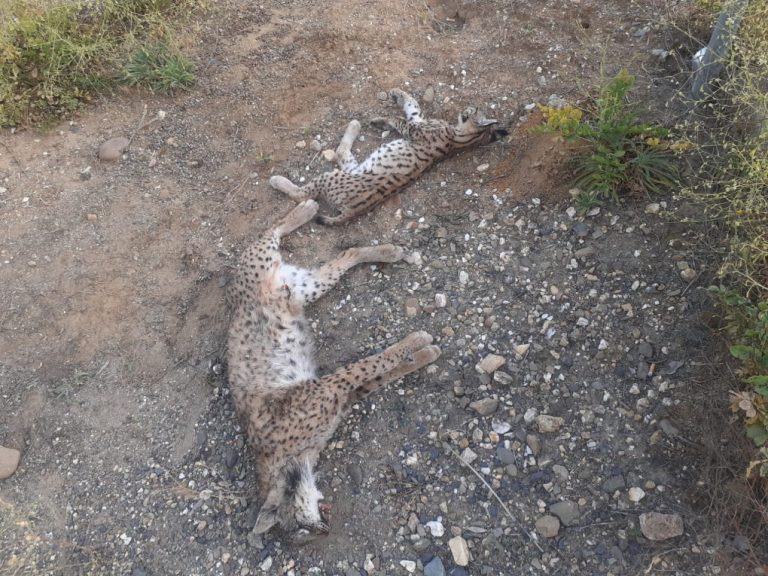 Mueren una madre y su cría de lince por atropello en la carretera de Hinojos a Villamanrique