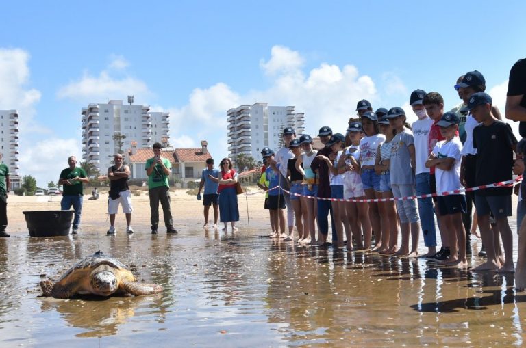 Escolares de Punta Umbría asisten a la suelta de una tortuga marina en la playa