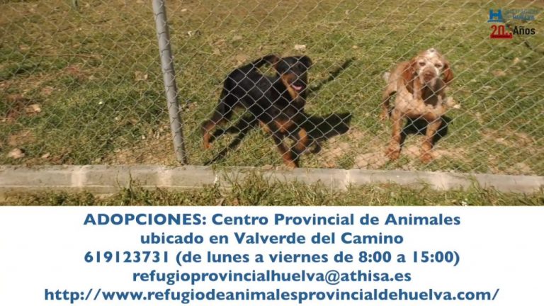 Diputación de Huelva inicia una campaña para promover las adopciones en el Centro Provincial de Animales