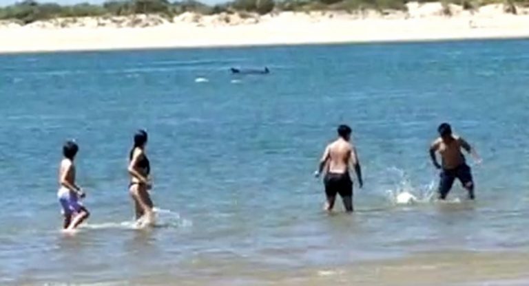 Bañistas disfrutan en las playas de Cartaya de un grupo de delfines remontando la ría del Piedras